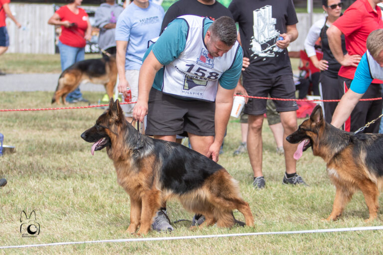 USCA Sieger Show to the 2021 USCA Sieger Show!